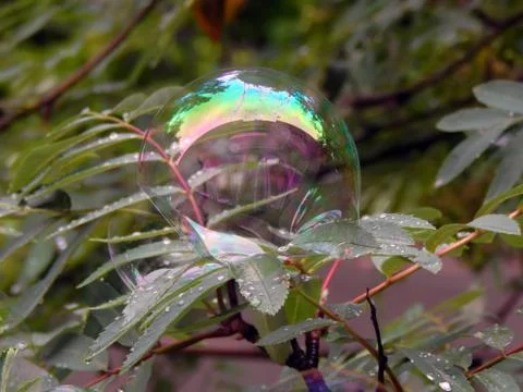 Soap bubbles on the branches of a tree close up Stock Photos