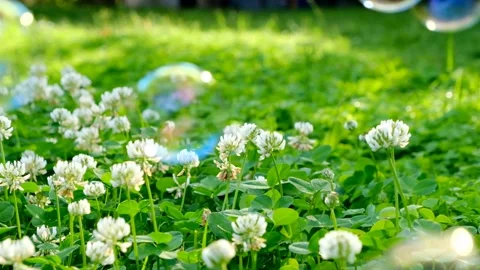 Soap bubbles close-up in blooming clover.St.Patrick ’s Day. Stock Footage 171447742