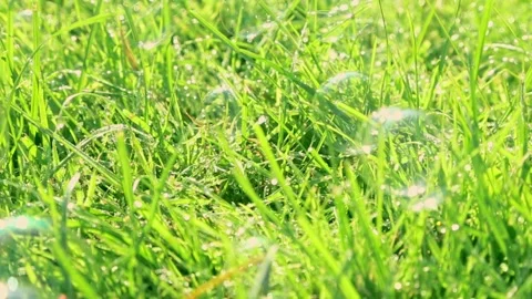 Soap bubbles drifting over grass in sunlight macro view Stock Footage 319978165