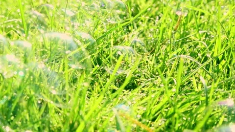 Soap bubbles floating above fresh green grass outdoors Stock Footage 320253920