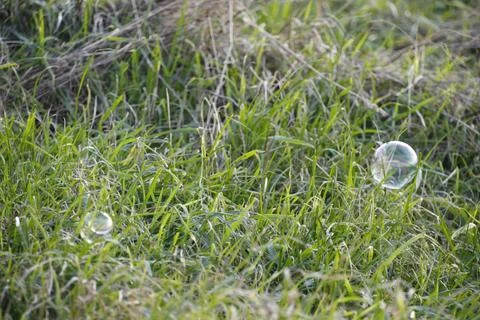 Soap bubbles floating in green grass field Stock-Fotos