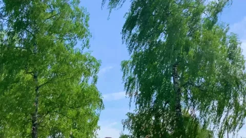 Soap bubbles fluing among spring green birch trees Stock Footage 198649019