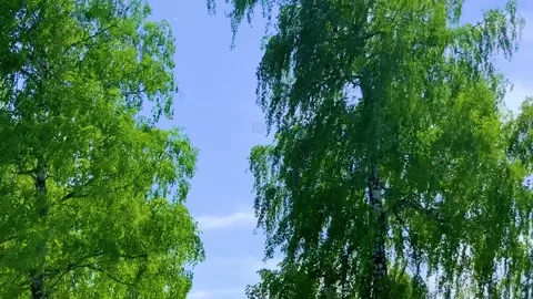 Soap bubbles fluing among spring green birch trees Stock Footage 198649588