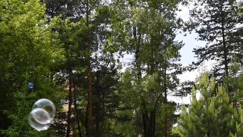 Soap bubbles fly on the background of trees Stock Footage 120291610