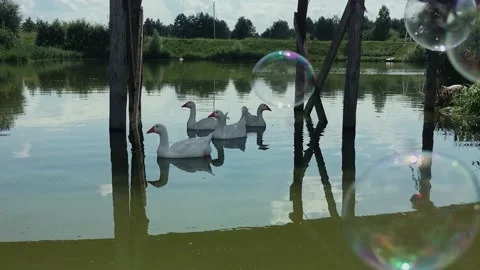 Soap bubbles fly on floating geese. Sunny summer day. Stock Footage 168948518