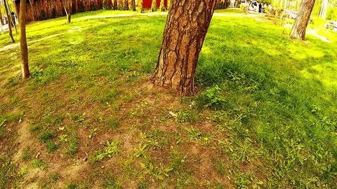 Soap bubbles fly over the grass near the tree in the park Stock Footage 79491786