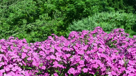 Soap bubbles flying red flowers garden Stock Footage 22512905