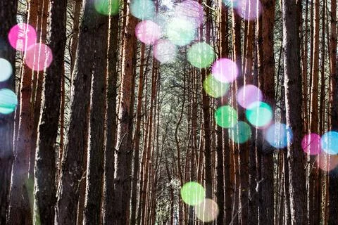 Soap Bubbles in the Forest Stock Photos