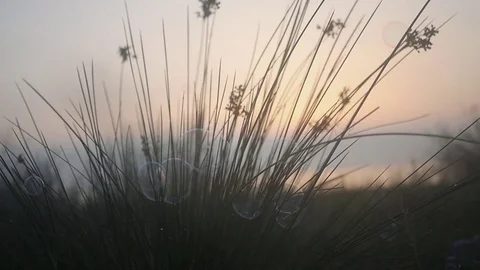 Soap bubbles hang on thin grass. HD, 1920x1080. slow motion. Stock Footage 80245654