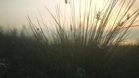 Soap bubbles hanging on the grass. HD, 1920x1080. slow motion. Stock Footage 80245601