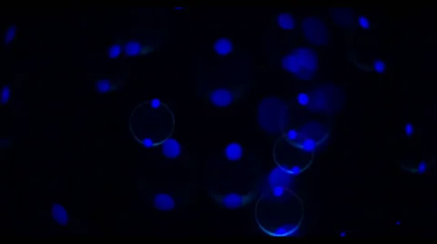 Soap Bubbles Real 240fps UV 8 Stock Footage 47282426