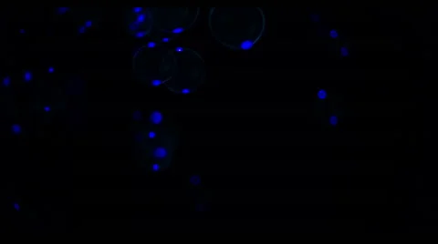 Soap Bubbles Real 240fps UV 31 Stock Footage 47285874