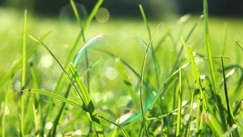 Soap bubbles shimmering on green grass in sunlight. Stock Footage 316054402