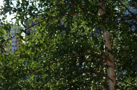 Soap bubbles in summer Stock Photos