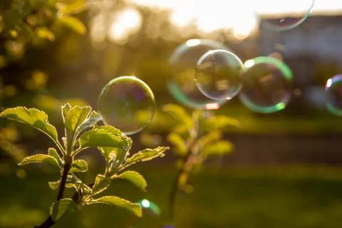 Soap bubbles into the sunset Stock Photos