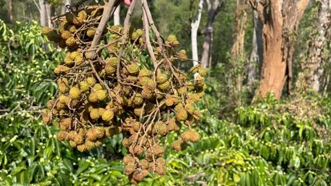 Soap nuts or soapberry bunch freshly harvested from its tree held in hand Video stock 269370243