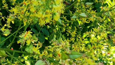 Soap tree flowers and bees pollinate them Stock Footage 157394060
