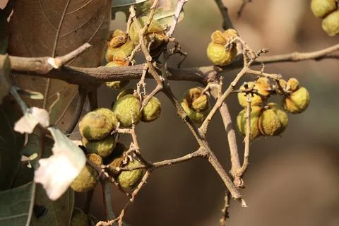 Soapberry or also called as soapnut which is a natural alternative Foto stock