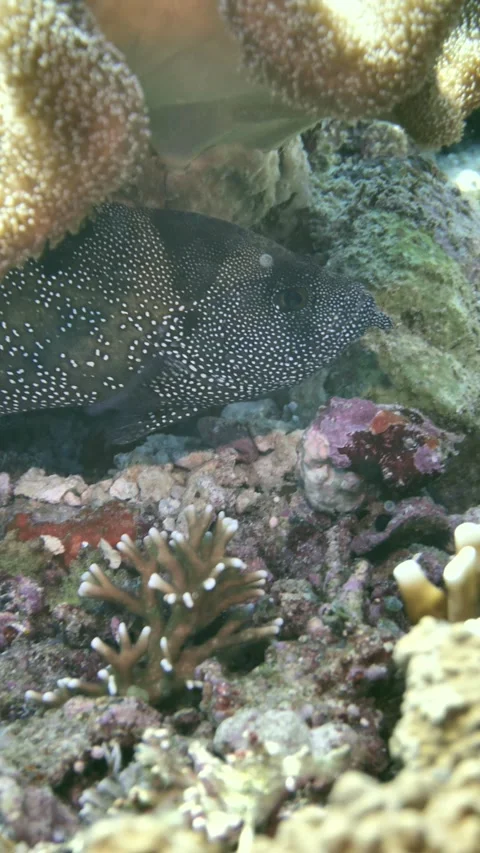 Soapfish lying motionless on coral patch Video stock 325717285