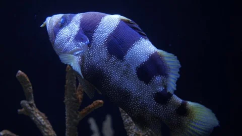 Soapfish Swimming around Stock Footage 80743809