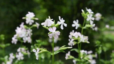Soapwort flowers Stock Footage 83470029