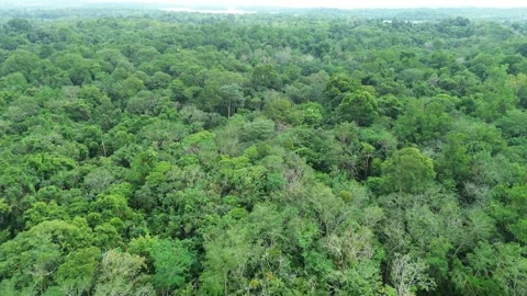 Soaring above the emerald expanse, a breathtaking journey through nature's .. Stock-Footage 335127511