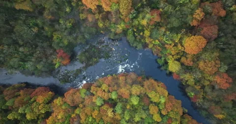 Soaring above a river and forest Stock Footage 289577192