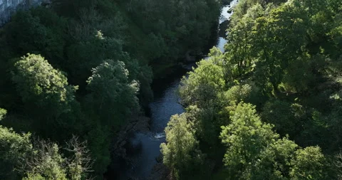 Soaring above the river in the forest Stock Footage 220184840