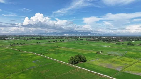 Soaring above serene rice fields Stock Footage 341383552