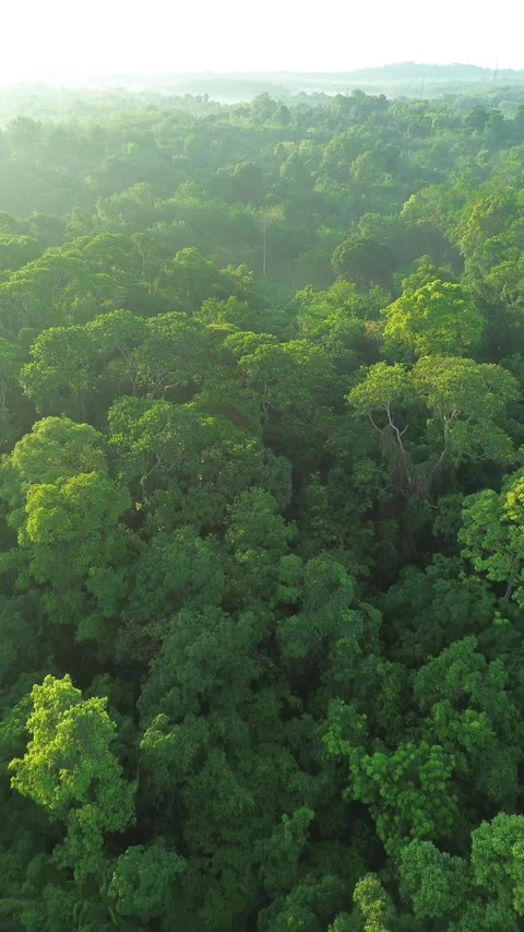 Soaring above a verdant canopy at dawn, revealing the mystical depths of an.. Video stock 337280733