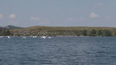 Soaring above the water surface of the lake, beautiful white swans Видео 151744352