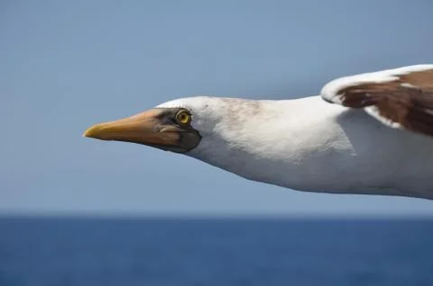 Soaring albatross Stock Photos