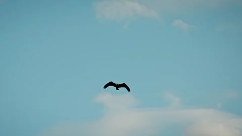 Soaring Bald Eagle Against a Clear Blue Sky Video stock 315090847