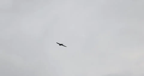 A soaring bird against the background of a cloudy sky, 4K super slomo Stock Footage 258128774