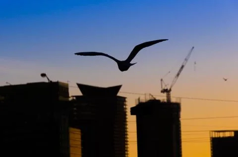 Soaring bird against sunset Foto stock