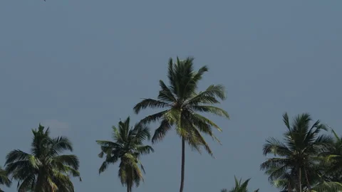 Soaring bird flying over tropical palm tree forest Stock-Footage 340642401