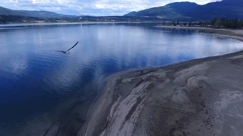 Soaring bird over beach Stock Footage 87437573