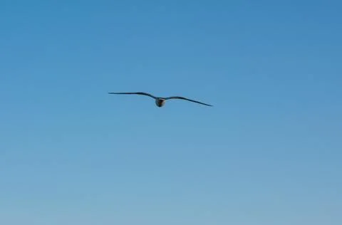 A soaring bird Stock Photos