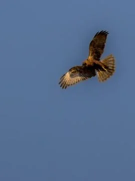 Soaring Bird of Prey Stock Photos