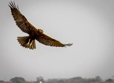 Soaring Bird of Prey Stock Photos