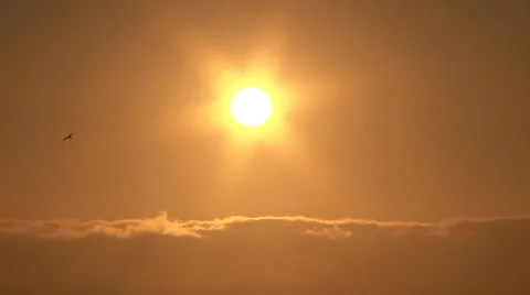 Soaring Bird in Sunny Sky Stock Footage 40686318