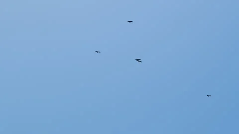 Bird of prey in meadow at sunset. Lens 2, Stock Video