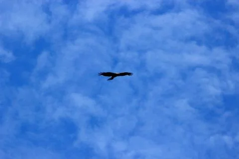 Soaring in the blue sky predator Stock Photos