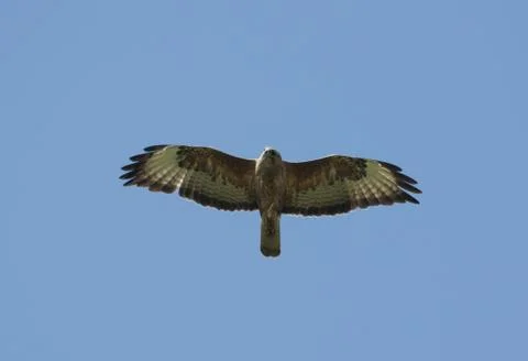 Soaring buzzard. Foto stock