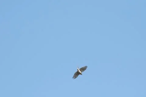 Soaring coopers hawk Stock Photos