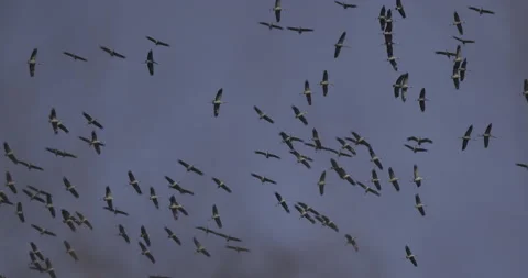 Soaring cranes, 4K slomo Stock Footage 237481181