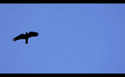 Soaring Crow in Slow Motion Video stock 333184195