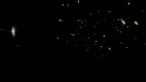 Soaring up dandelion seeds on black background 4k Stock Footage 107557188