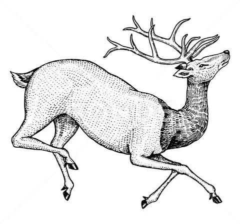 Soaring deer. Wild animal jumping. Horned mammal. Monochrome Vintage style Stock Illustration