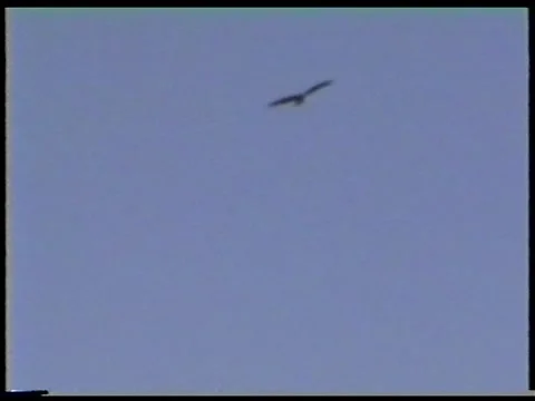 Soaring Eagle Stock Footage 336524364